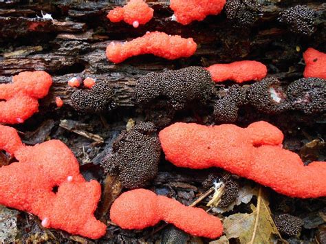 Red Raspberry Slime Mold : mycology