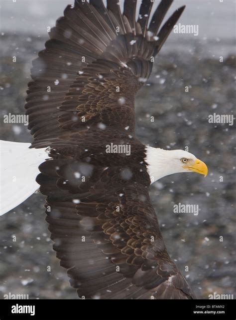 Bald eagle close up flight in snow Stock Photo - Alamy