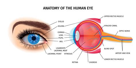 subterráneo Rosa No se mueve anatomia del ojo humano ppt Chaise longue lago lección