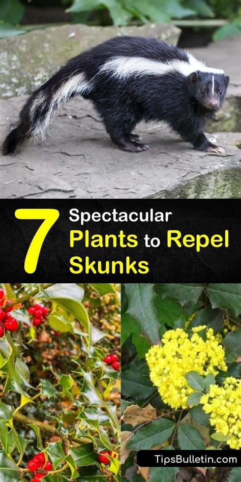 7 Spectacular Plants to Repel Skunks | Skunk repellent, Skunk, Plants