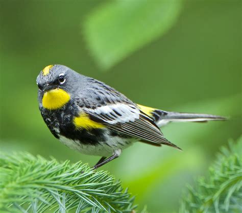 Audubon's Yellow-rumped Warbler | BirdNote