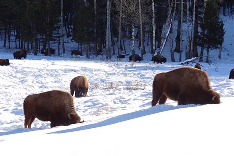 One Day Yellowstone Tour from Big Sky - Yellowstone Tours