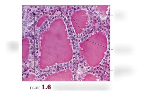 1.6 thyroid gland histology Diagram | Quizlet