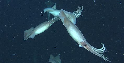 Deciphering the visual language of Humboldt squid • MBARI