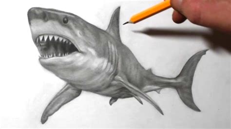 Shark Drawing In Pencil Realistic