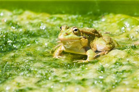 Common Frog On Algae Stock Photo - Download Image Now - Algae ...