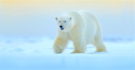 Churchill Polar Bear Tours | Natural Habitat Adventures