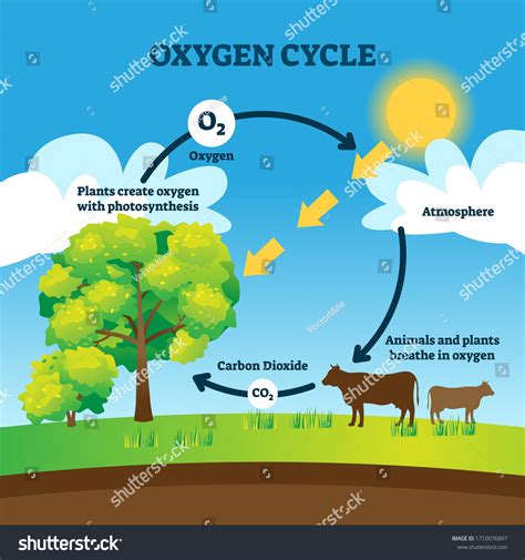 Simple Diagram Of The Oxygen Cycle