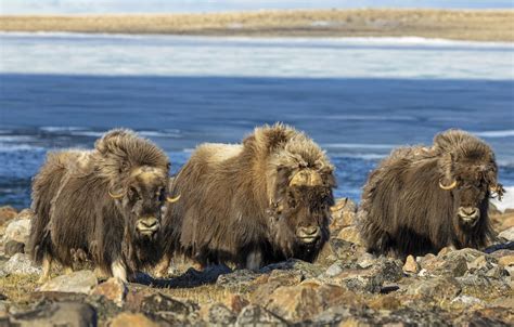 Weber Arctic | 2023 - MUSKOX RESEARCH RETURNS TO ARCTIC WATCH