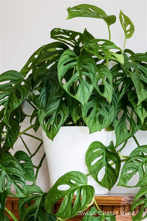 Monstera Adansonii Care: Grow Swiss Cheese Vine Houseplant