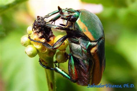 Coleoptera-Scarabaeidae-Cotinis-Green June Beetle (D) - Urban Programs - El Paso County