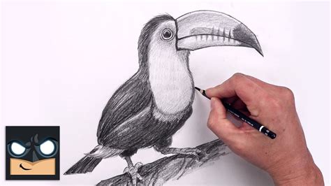 Toucan Drawing Step By Step