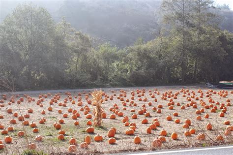 half moon bay pumpkin festival | Well-Traveled Wife