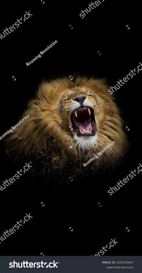 Great Lion Roaring Black Background Stock Photo 2243372647 | Shutterstock