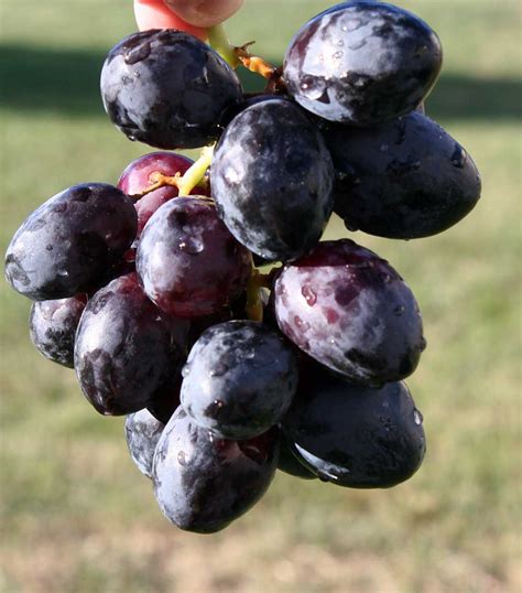 Poppular Photography: Dark Purple Grapes