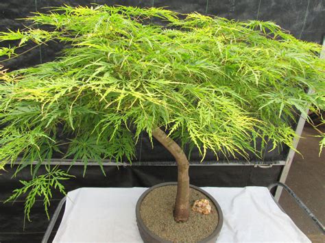 How To Care For Your Weeping Japanese Maple Bonsai Tree