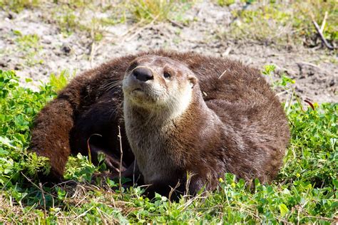 North American River Otter (Lontra canadensis) | North Ameri… | Flickr