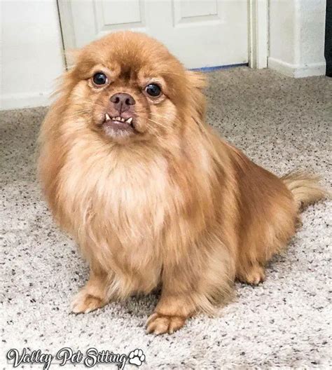 Pug/Pomeranian mix be like : awwtf