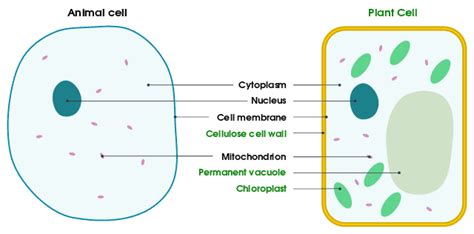 10 Main Differences between Cell Wall and Cell Membrane