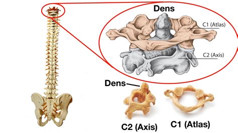 Vertebral Column Anatomy: Cervical, Thoracic, Lumbar, Sacral Spine — EZmed