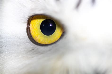 Snowy owl (Bubo scandiacus) close up of eye | Detail of larg… | Flickr