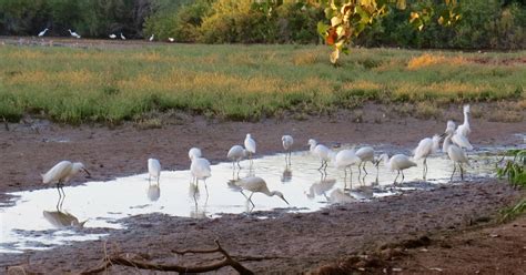 Babs' Birding Experiences : Riparian Preserve at Gilbert Water Ranch ...