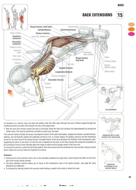 Strength Training Anatomy 2nd Edition