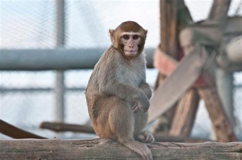 Rhesus Monkey [IMAGE] | EurekAlert! Science News Releases