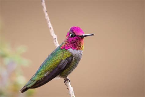 15 Facts About Hummingbirds - Facts.net