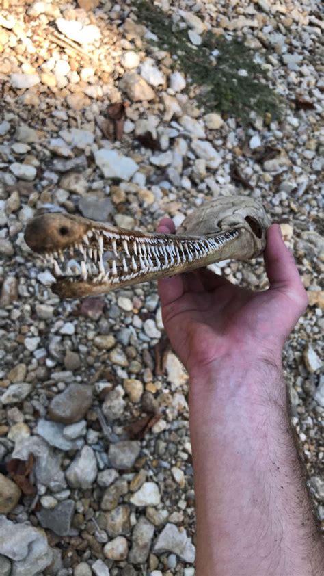 🔥 Alligator Gar skull I found while hiking today : r/NatureIsFuckingLit