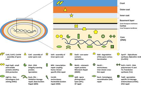 Frontiers | Bacillus subtilis Spore Resistance to Simulated Mars Surface Conditions | Microbiology