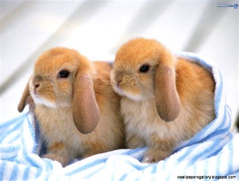 Cute Baby Bunnies Sleeping | Wallpapers Gallery