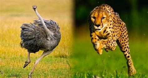 Top 15 Fastest Animals In The World - Disk Trend Magazine