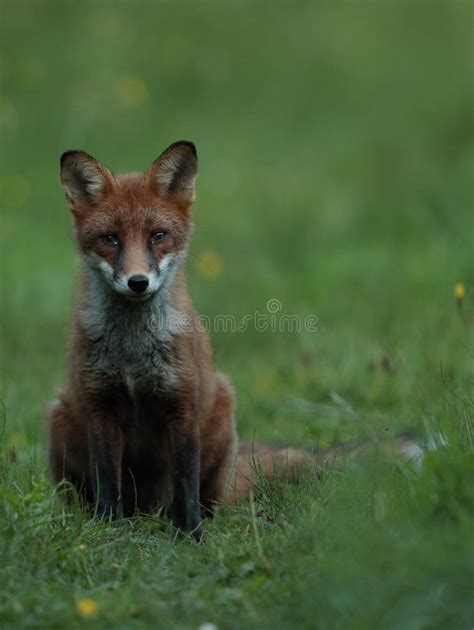 Red fox cub. stock image. Image of hunting, young, wildflowers - 98248809