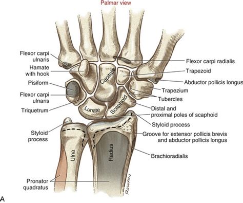 Wrist | Clinical Gate