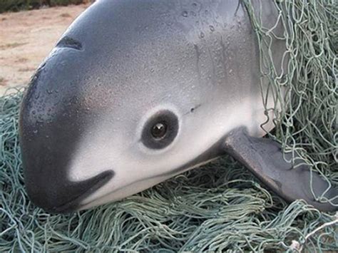 Nearly-extinct porpoises may disappear in just 3 years because of by ...