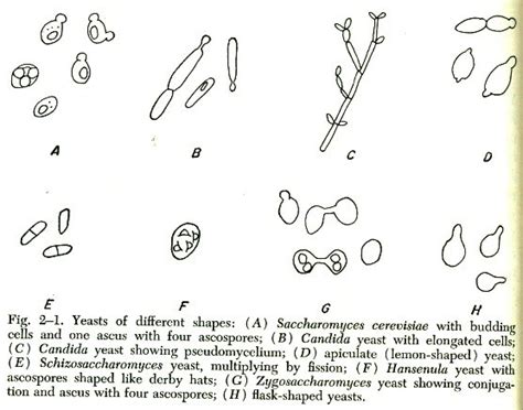 DO YOU KNOW?: YEASTS AND YEASTLIKE FUNGI