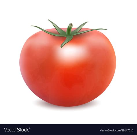 Tomato isolated on the white background Royalty Free Vector