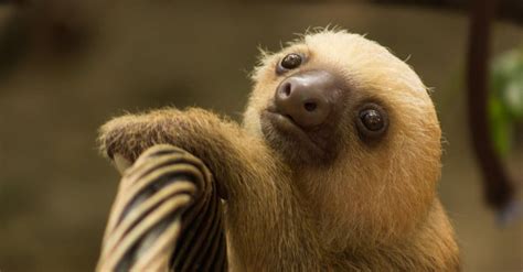 Baby Sloth: 5 Pup Pictures and 5 Facts - A-Z Animals