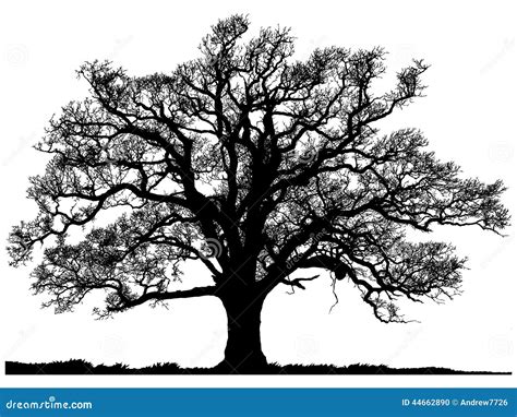 Silhouette Of Oak Tree Stock Illustration - Image: 44662890