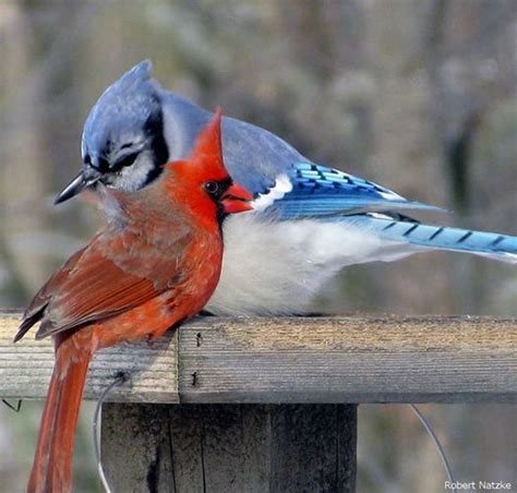 BlueJay and Cardinal | Pet birds, Red birds, Wild birds