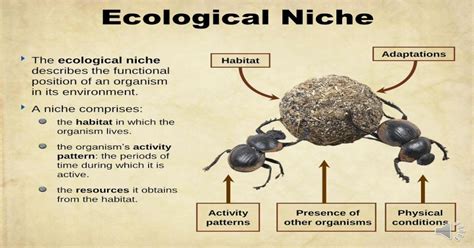 Ecological Niche - sciencewithmrsb.comsciencewithmrsb.com/wp-content/uploads/2016/09/Ecosystems ...