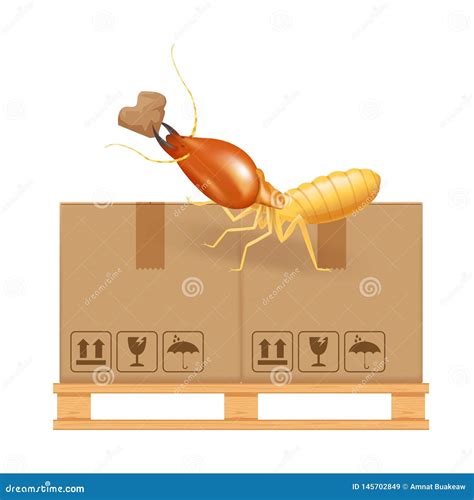 Termite Bites Eat Paper Boxes Brown Isolated on White Background ...