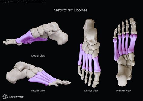 Metatarsal Bone Anatomy