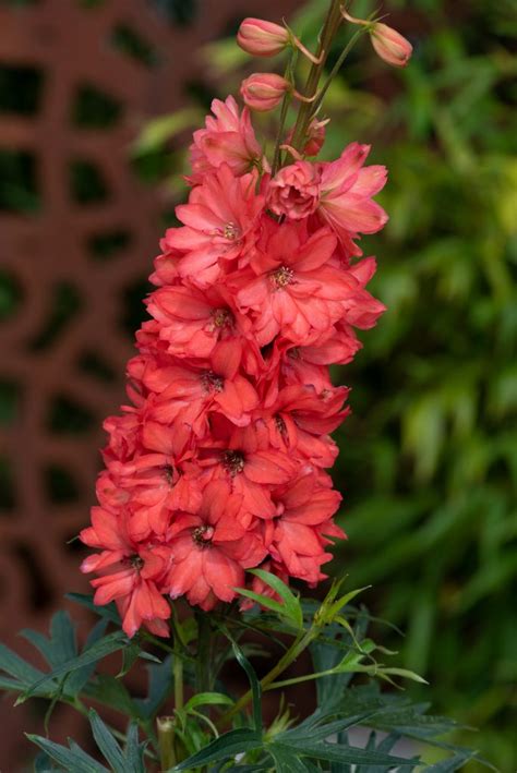 Delphinium 'Red Lark' | Shop Established Delphiniums | Proctors Nursery