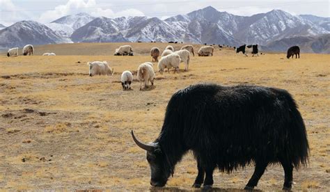 China plans world’s biggest national park on Tibetan plateau | MCLC Resource Center