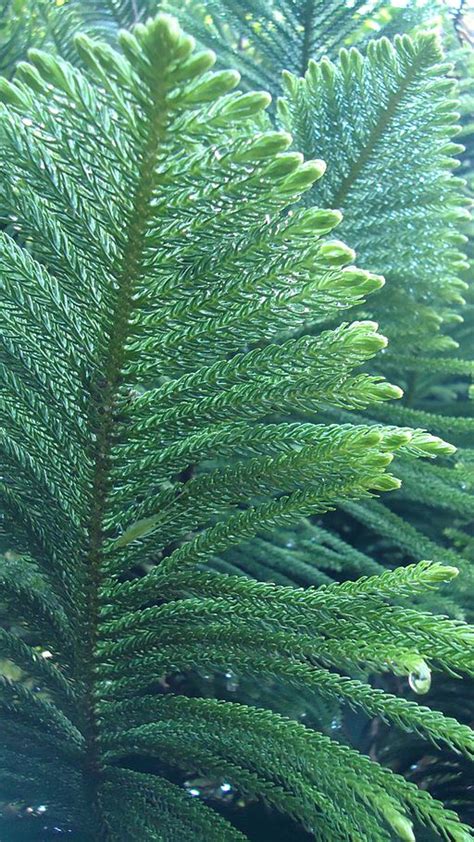 Norfolk Island Pine