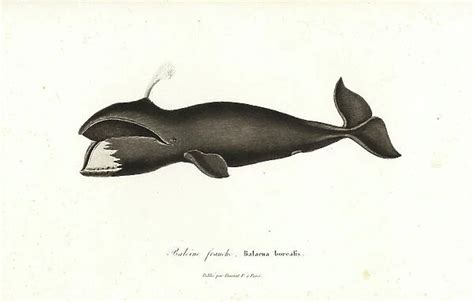 North Atlantic Right Whale (Balaenidae, Mammals)