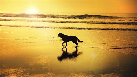 Beach Dogs Wallpapers - Wallpaper Cave