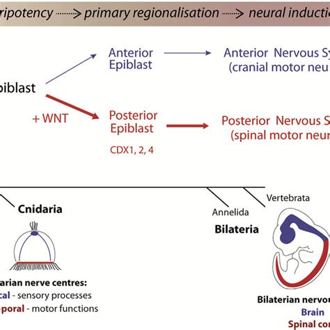 Proposed Model of Nervous System Development (A) Pluripotent epiblast... | Download Scientific ...